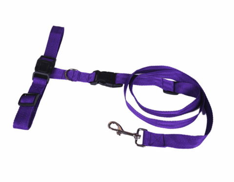 Jogging Dog Set (Leash + collar + Jogging Belt)